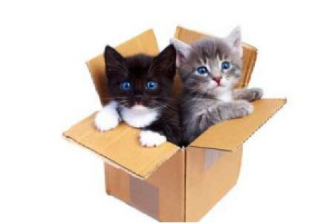 black and grey kittens in a cardboard box