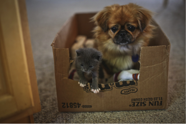 A kitten and a puppy in a box
