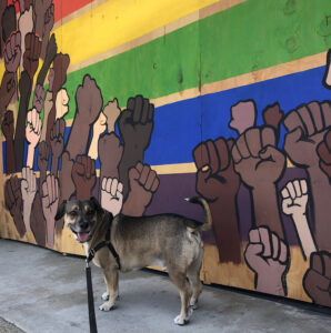 A short, long-body dog (it's a real cutie) stands in front of a boarded up window painted in raised fists over a rainbow.