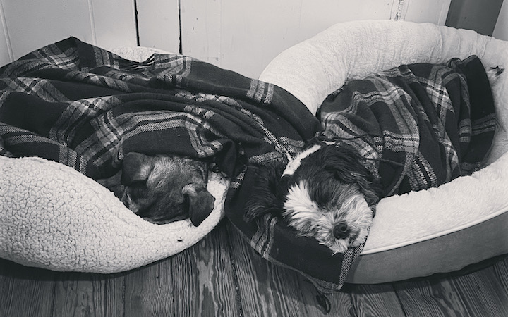 Two dogs, bundled up in a blanket and napping in dog beds